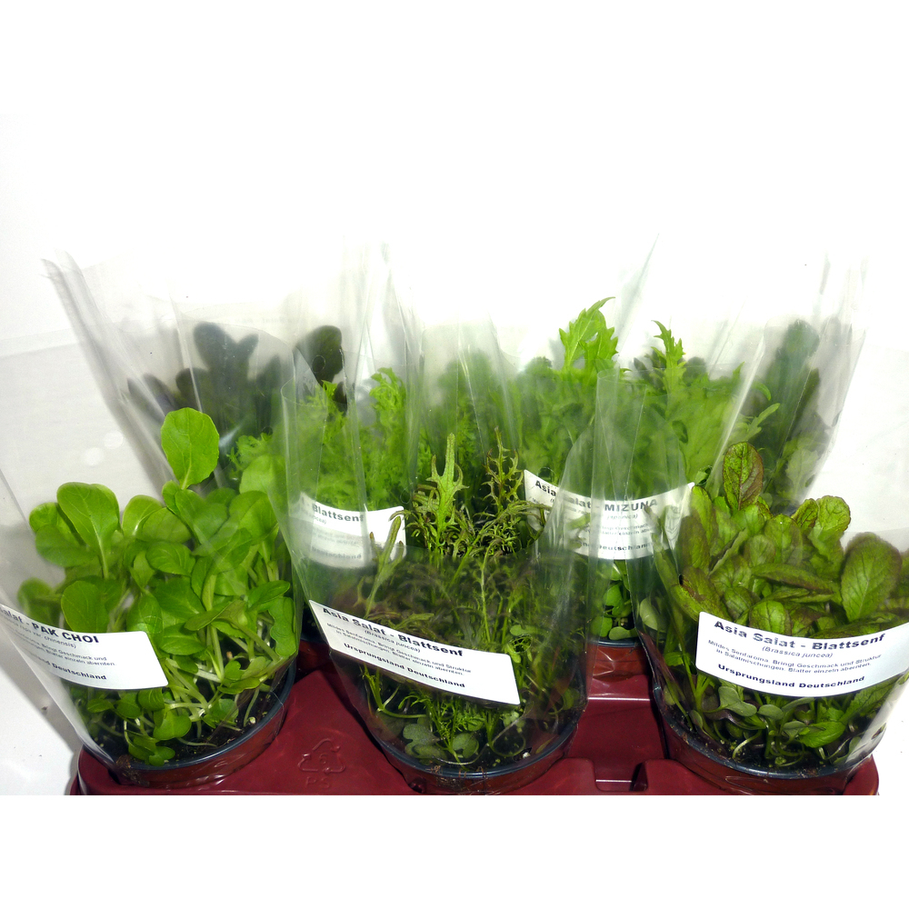 condimentaires aromatiques