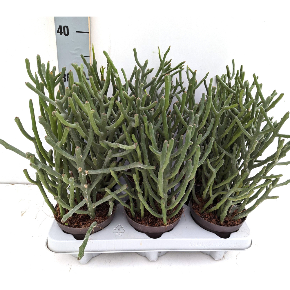 euphorbia tirucalli