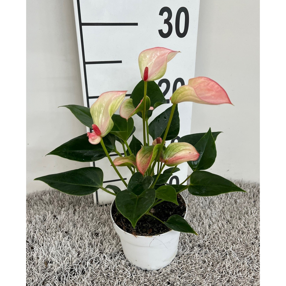 anthurium andreanum matata
