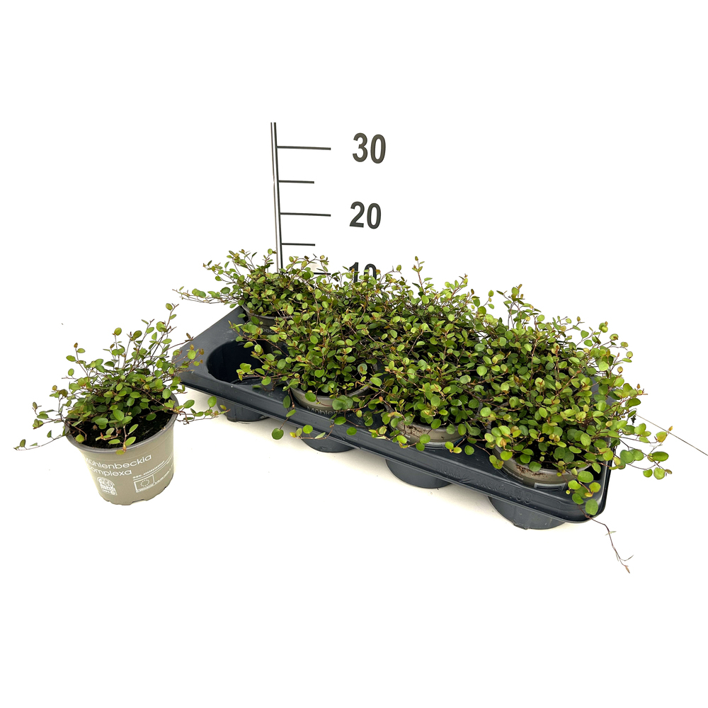 muehlenbeckia complexa