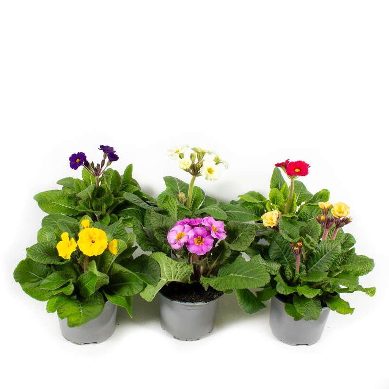 Primula veris stella