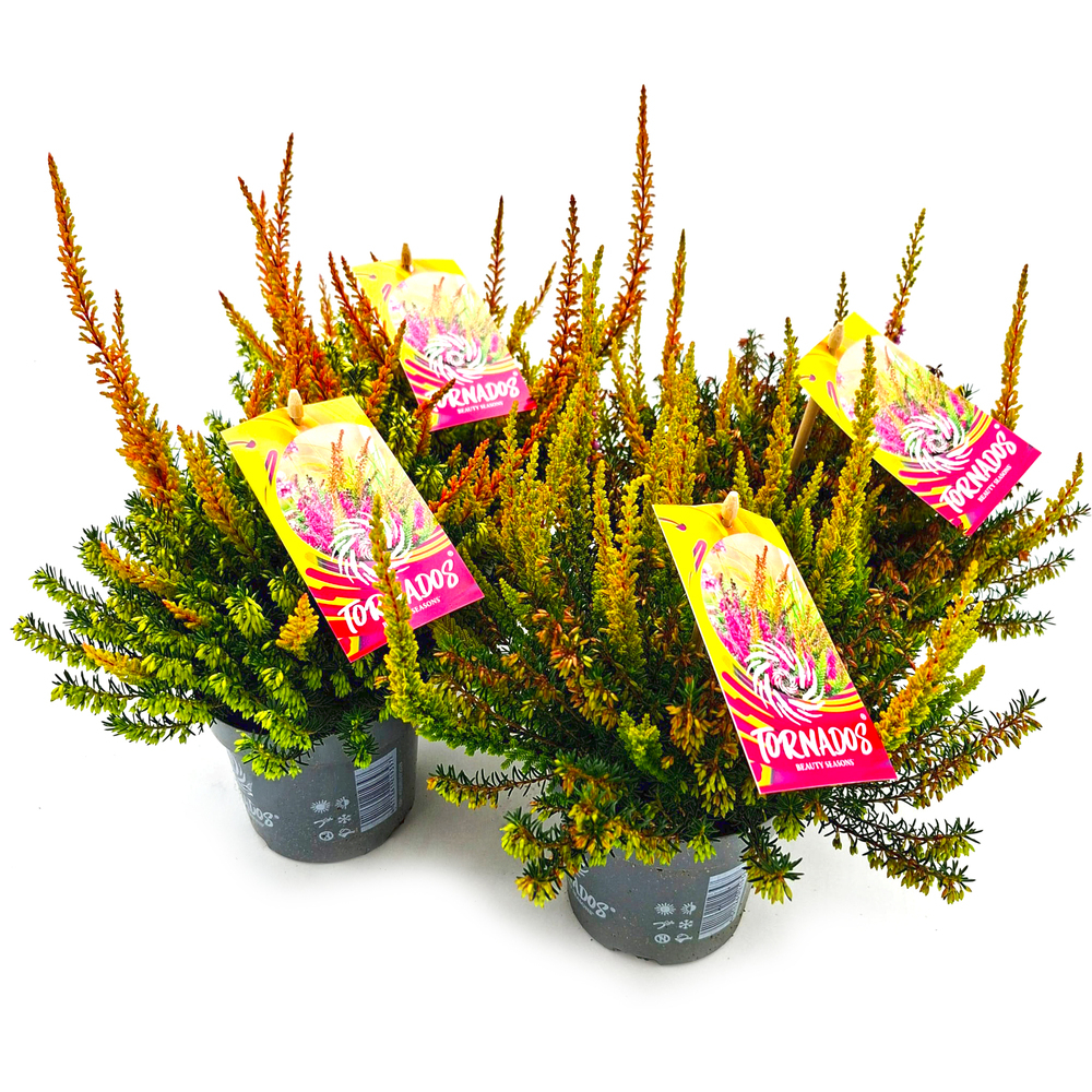 Calluna vulgaris beauty ladies tornados