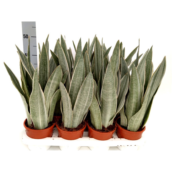 Sansevieria aubrytiana metallica