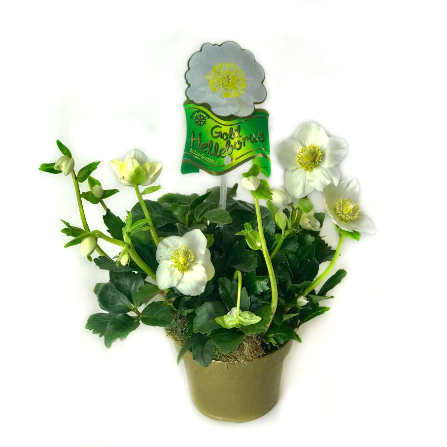 Helleborus niger wintergold