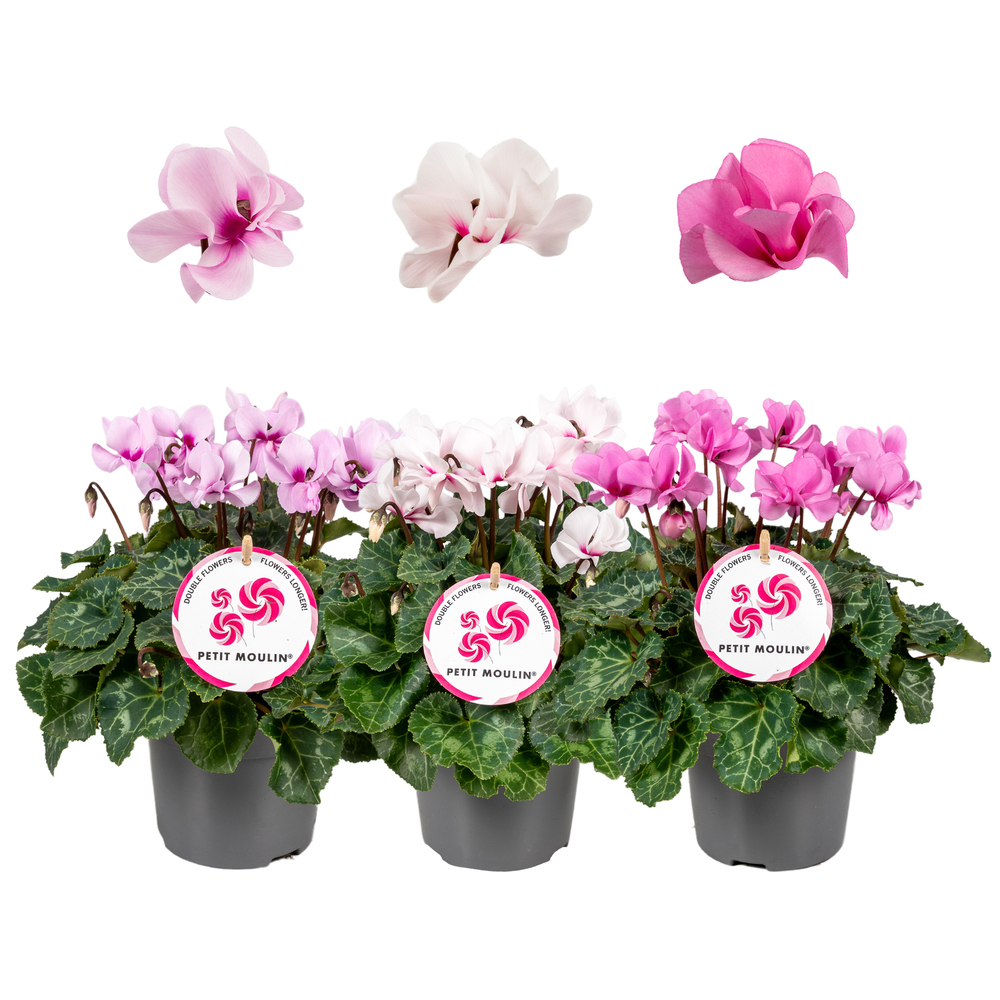 Cyclamen persicum petit moulin