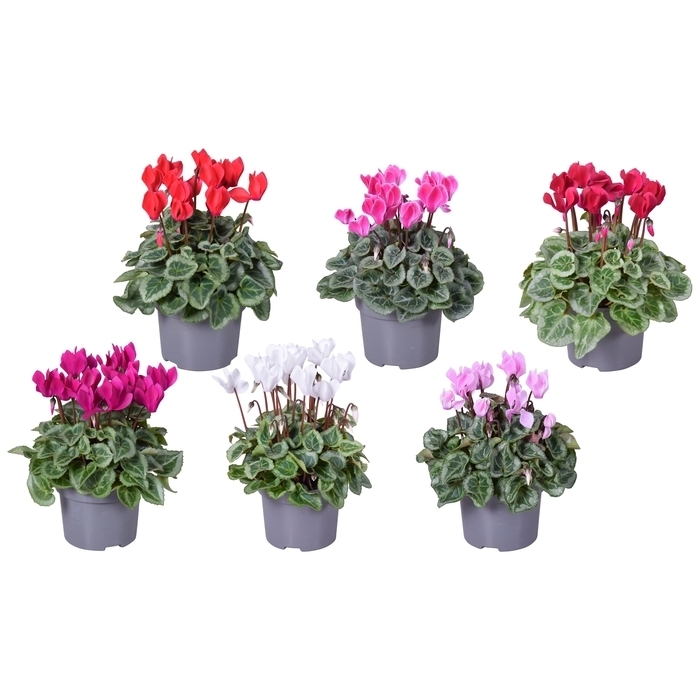 Cyclamen persicum veranda