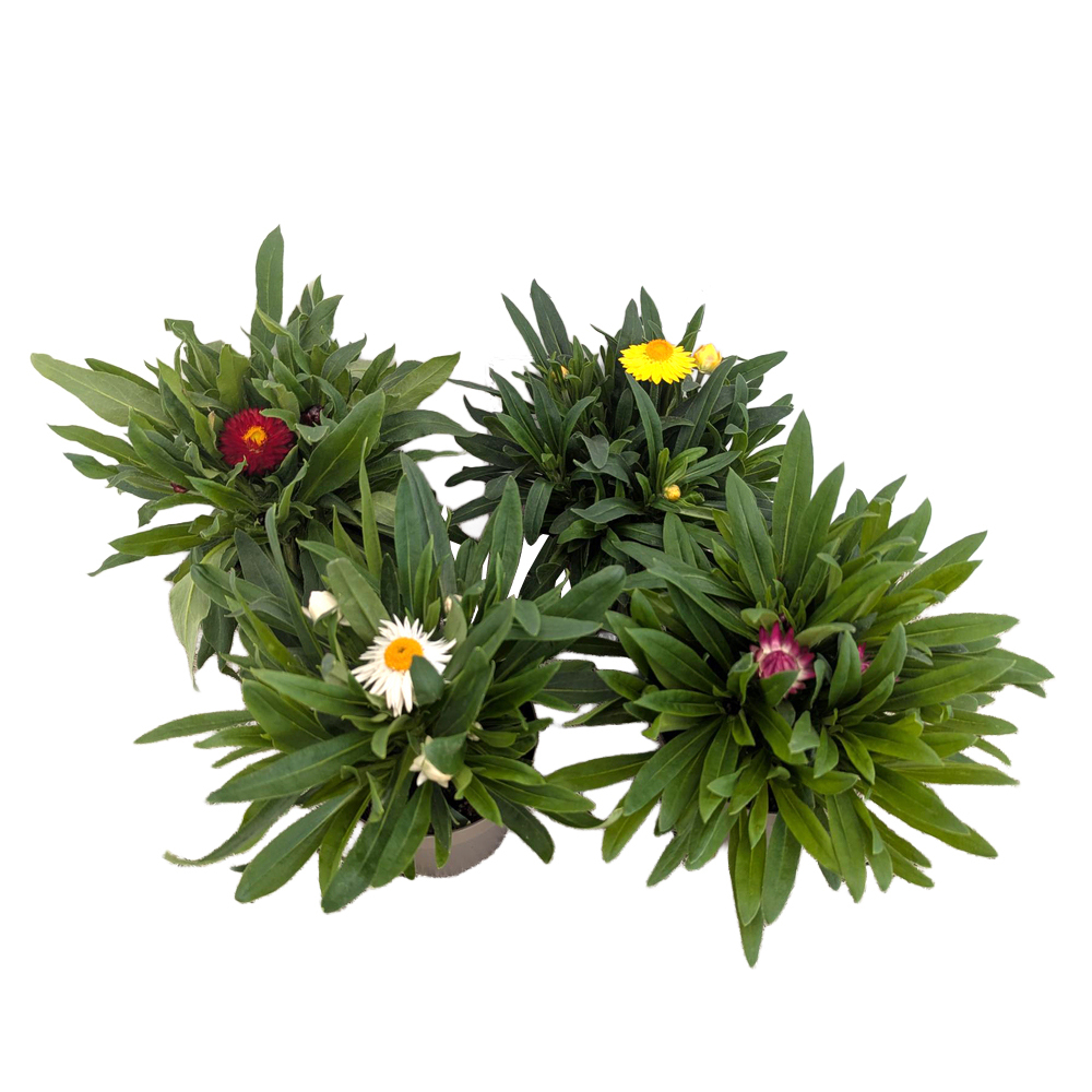 Xerochrysum bracteatum mohave