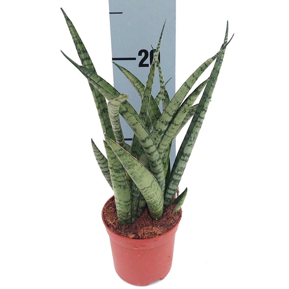 Sansevieria fernwood metallica