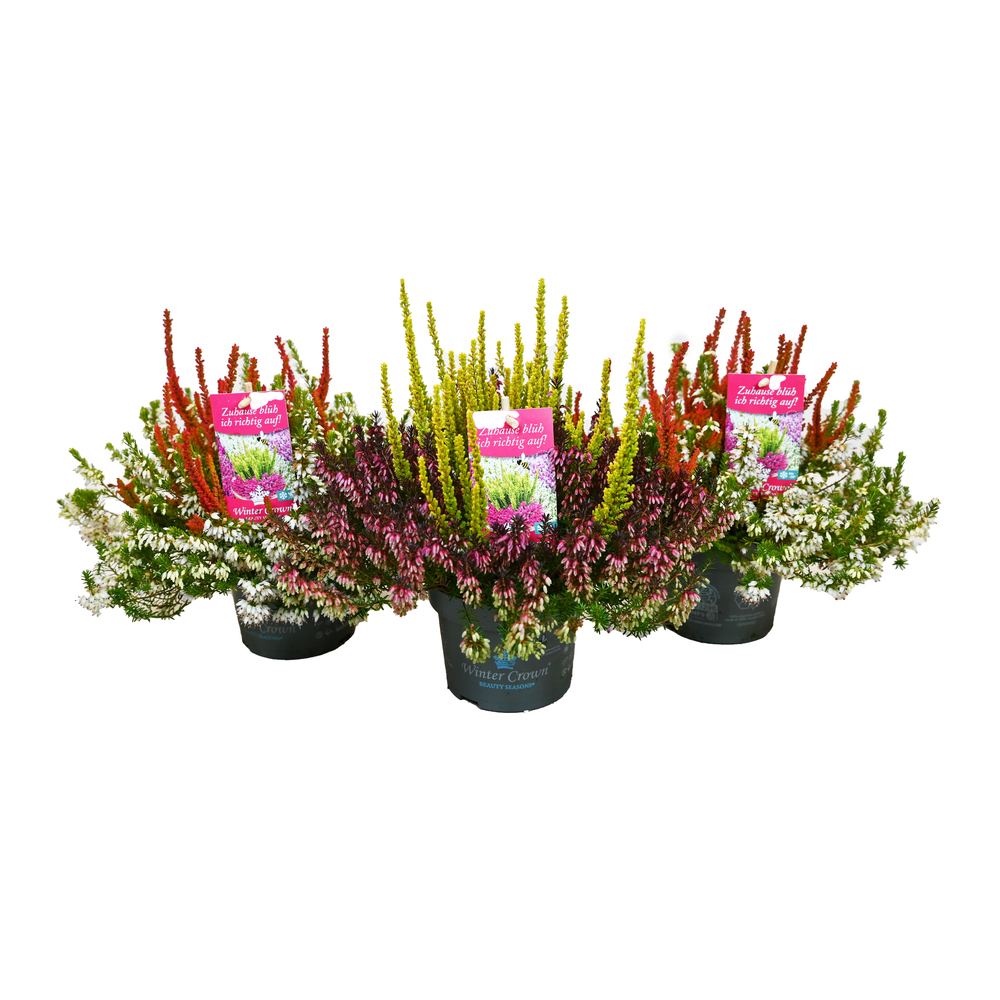Erica carnea winter crown