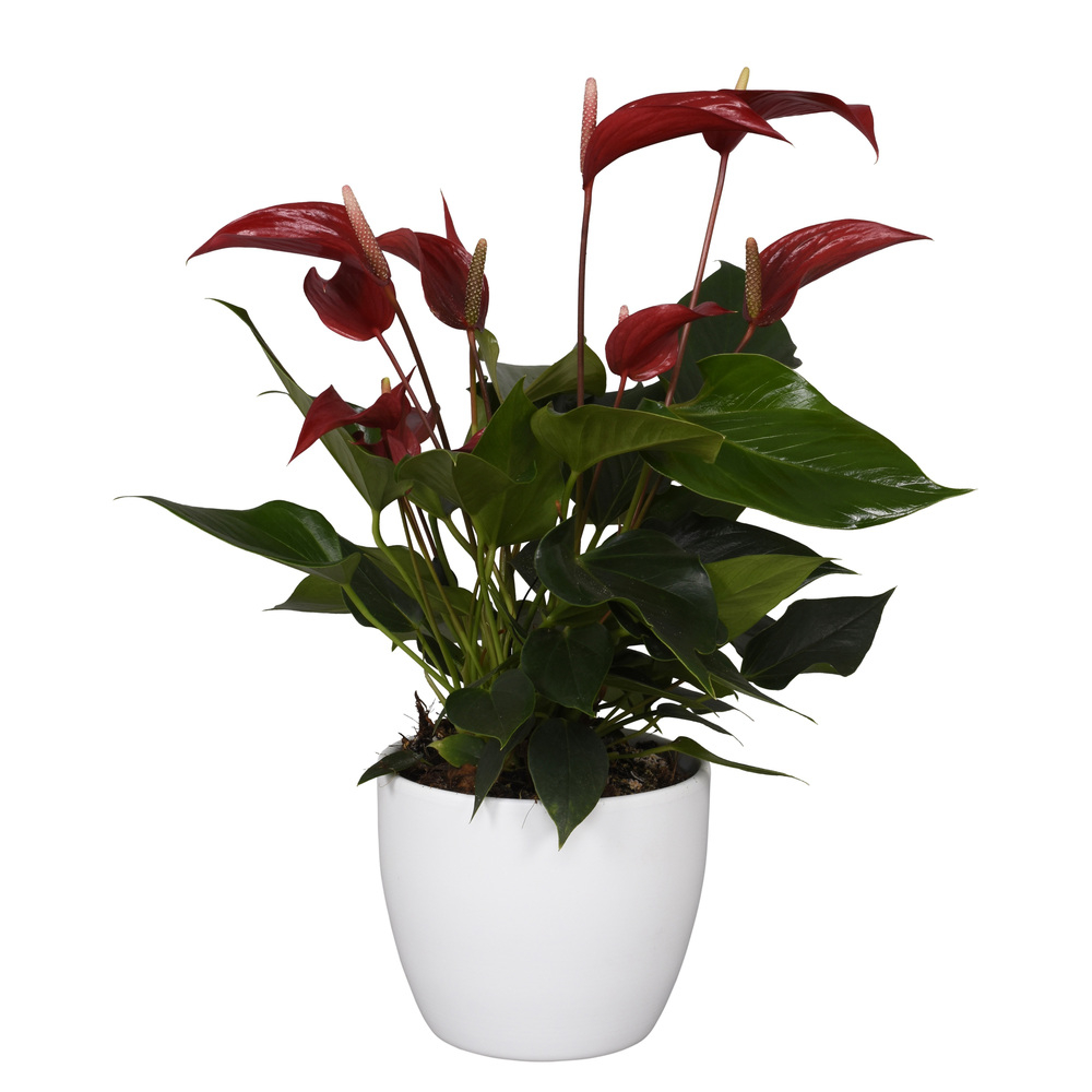 Anthurium andreanum bandarola roja