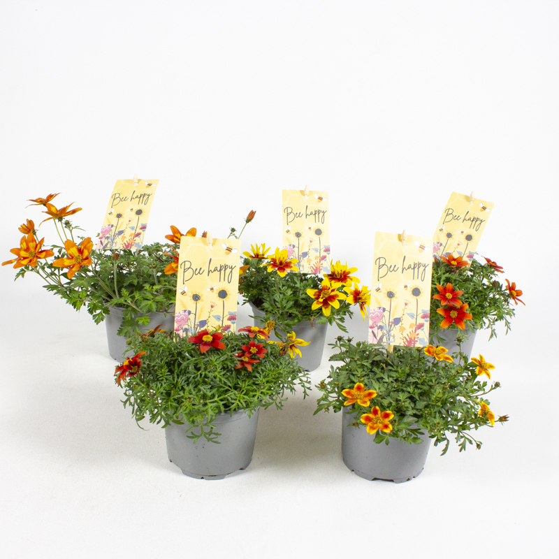 Bidens ferulifolia bee happy