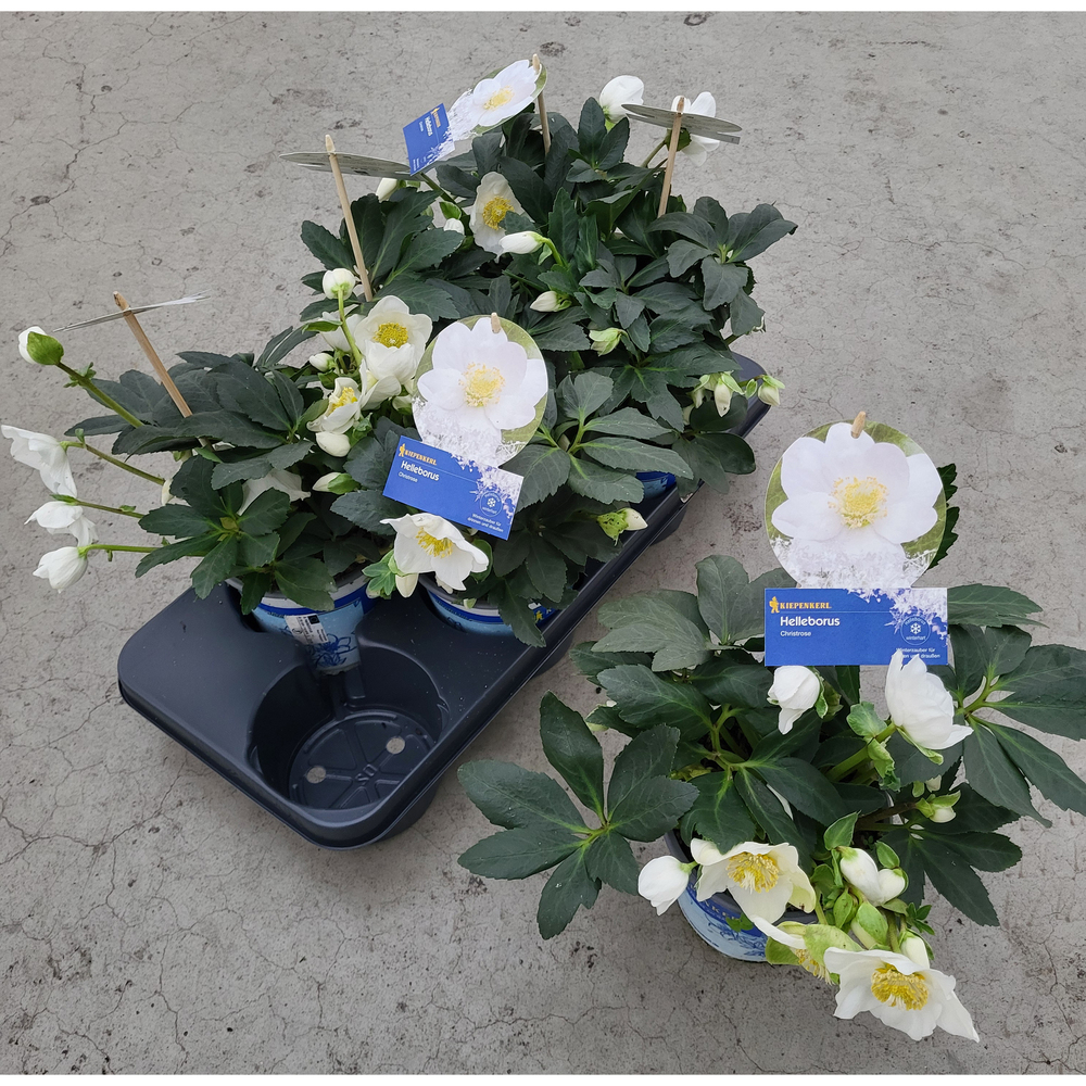 Helleborus niger hgc jesko