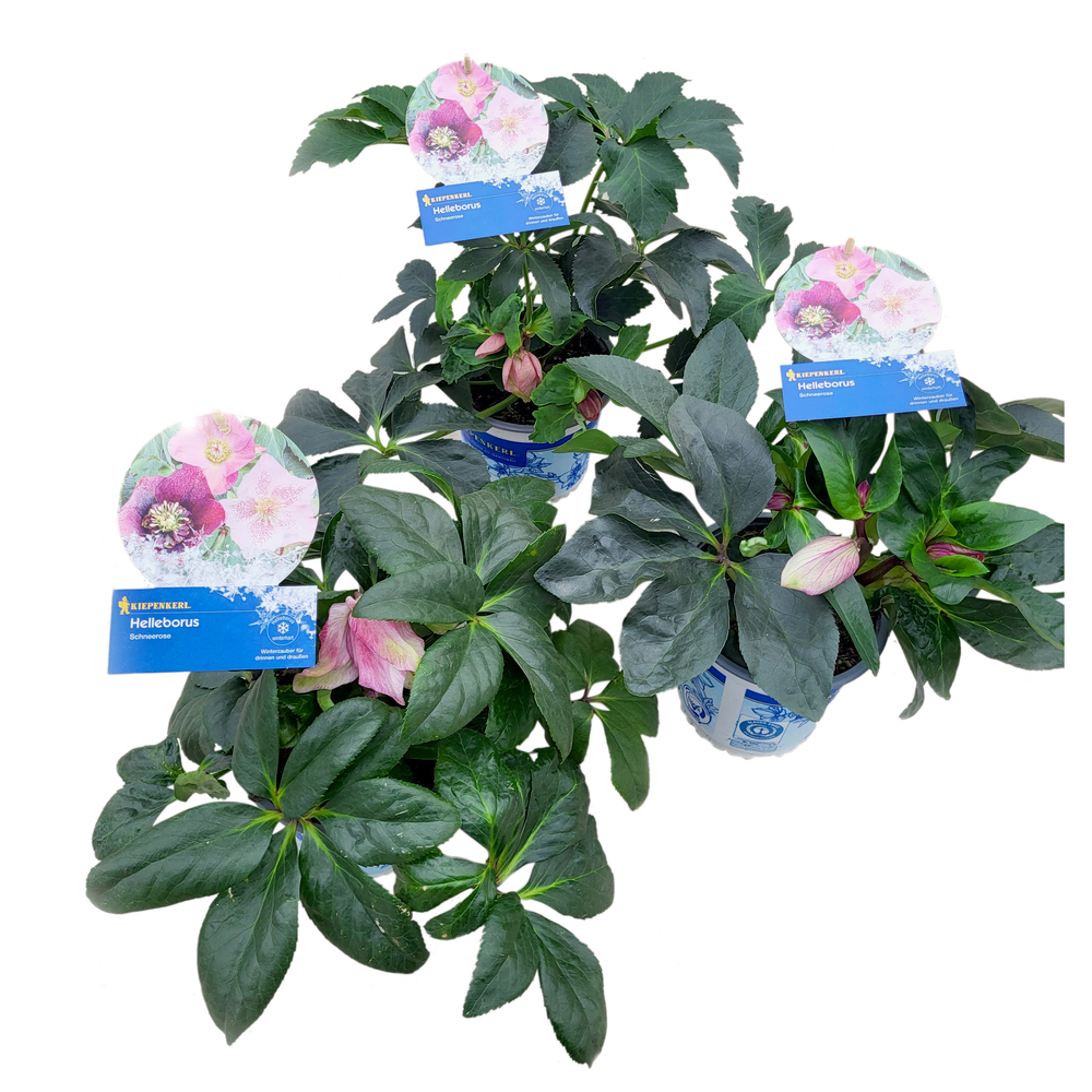 Helleborus hybridus wintercolour