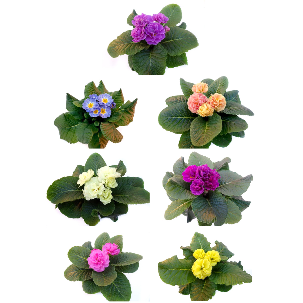 Primula acaulis pom pom (queen)