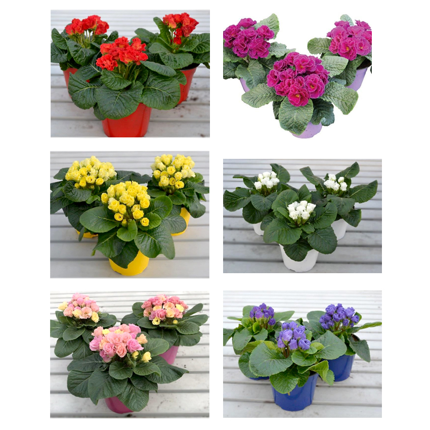 Primula acaulis rosebud