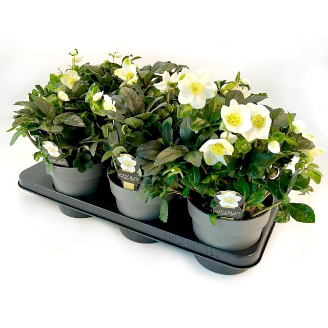 Helleborus niger early star