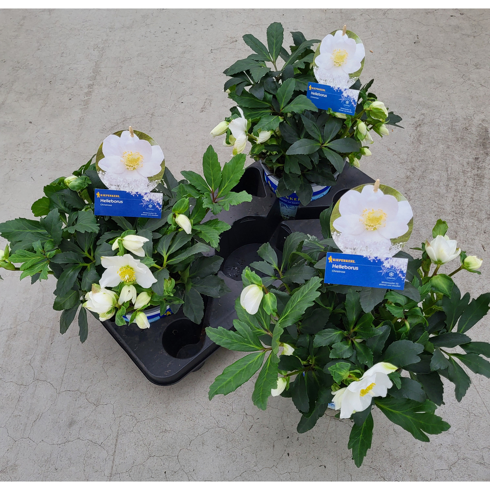 Helleborus niger hgc jasper