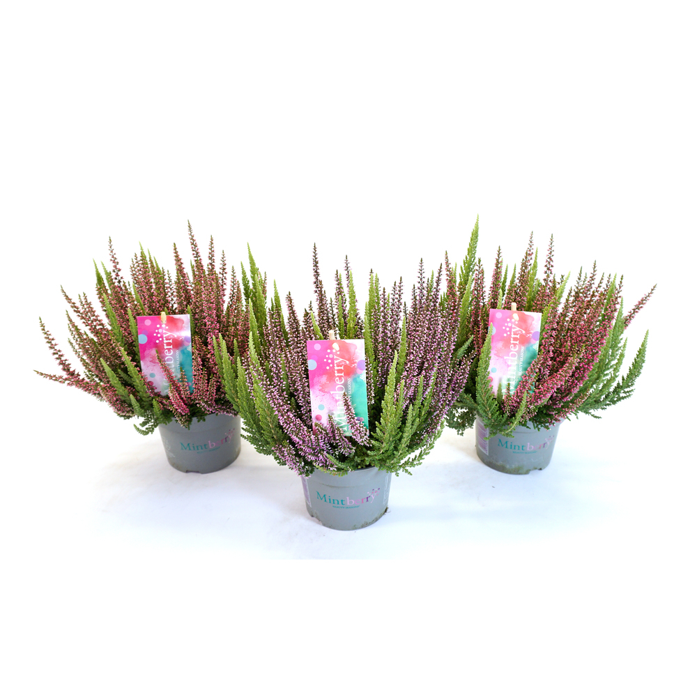 Calluna vulgaris beauty ladies mintberry