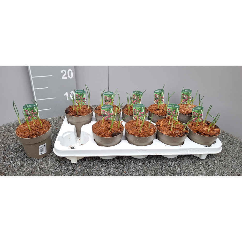 Allium sphaerocephalon