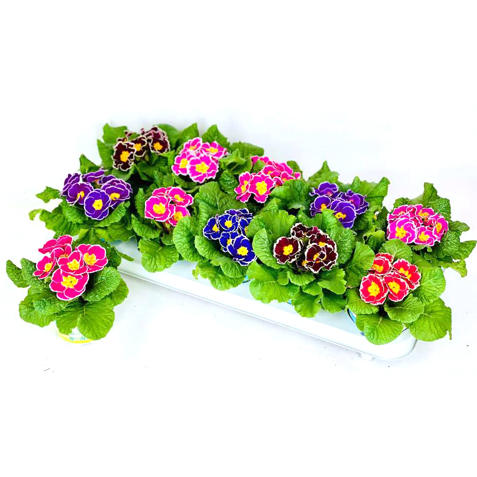 Primula acaulis sacarina