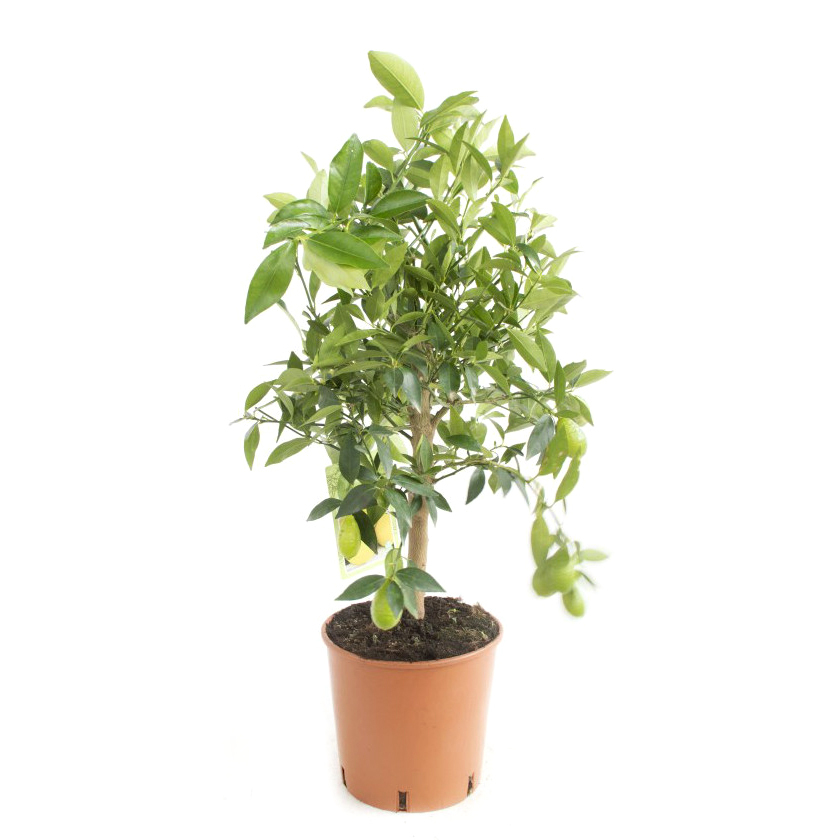 Citrus floridana limequat