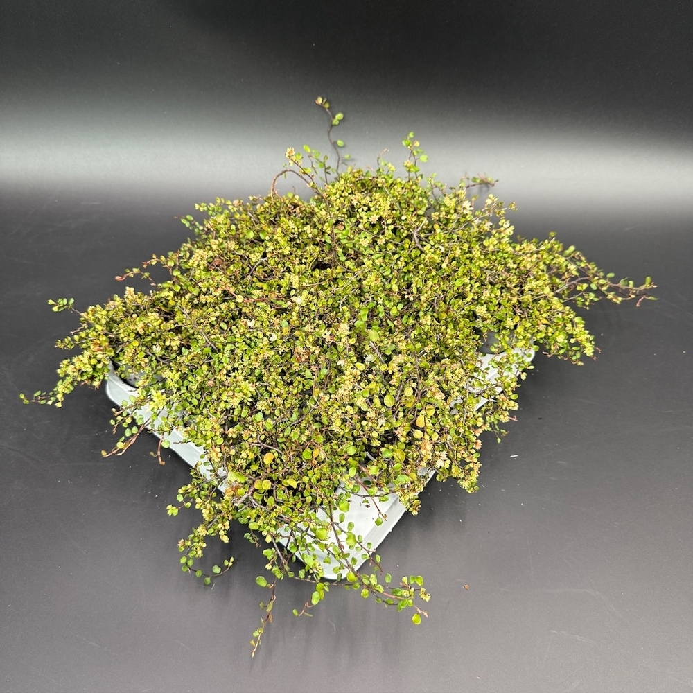 muehlenbeckia complexa