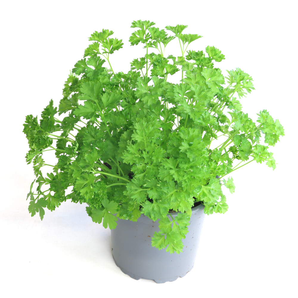 Petroselium crispum