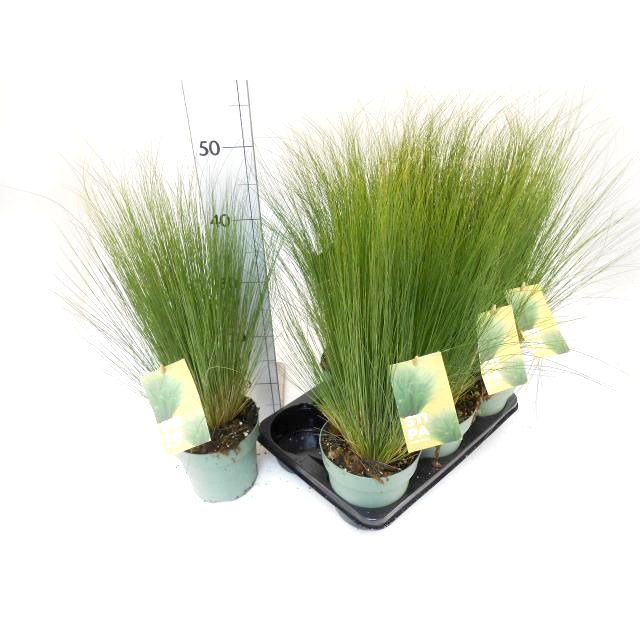 stipa tenuissima pony tails