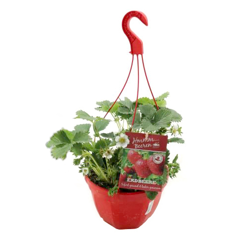 fragaria ananassa florentina