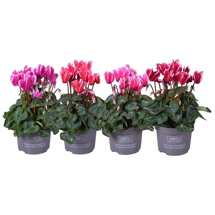 Cyclamen persicum fantasia mini