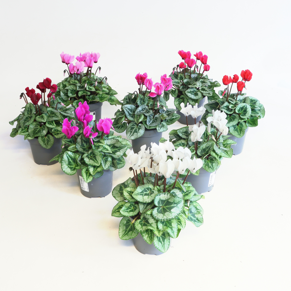 Cyclamen persicum patio