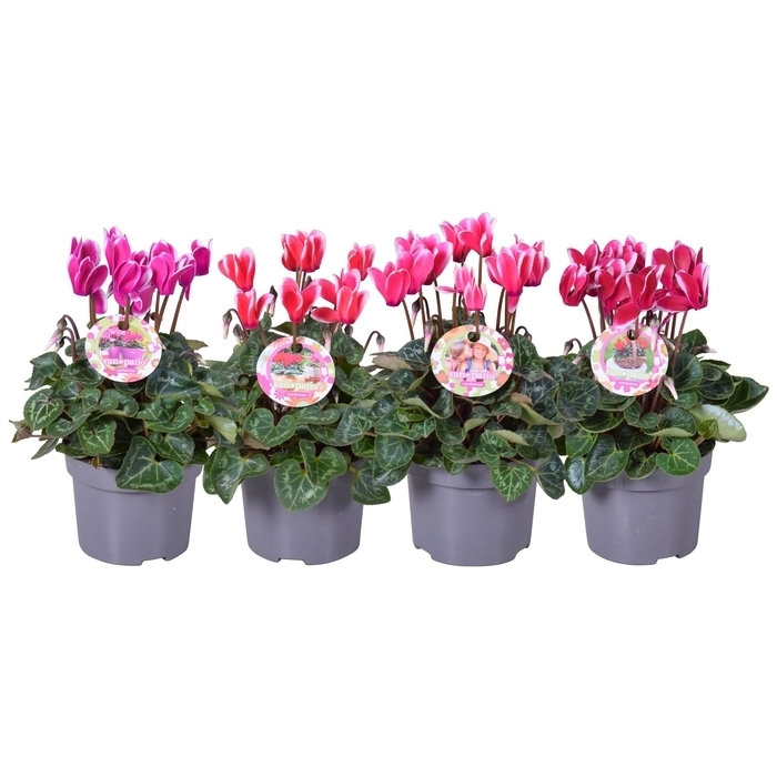 Cyclamen persicum patio fantasia