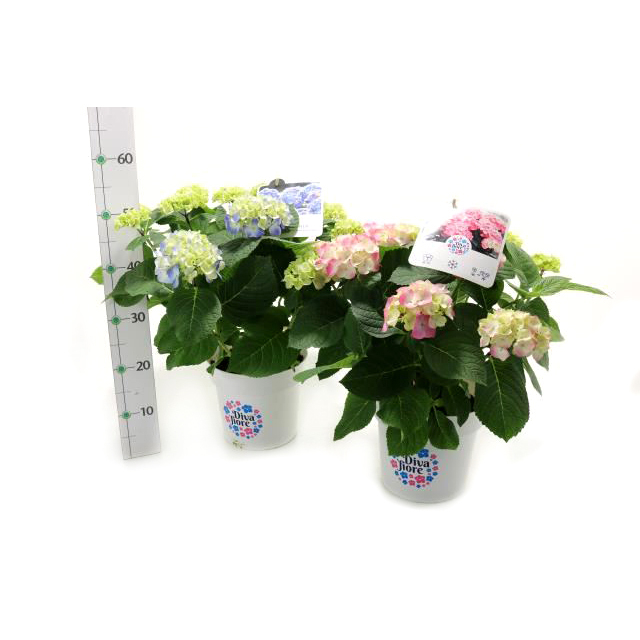 hydrangea macrophylla diva fiore