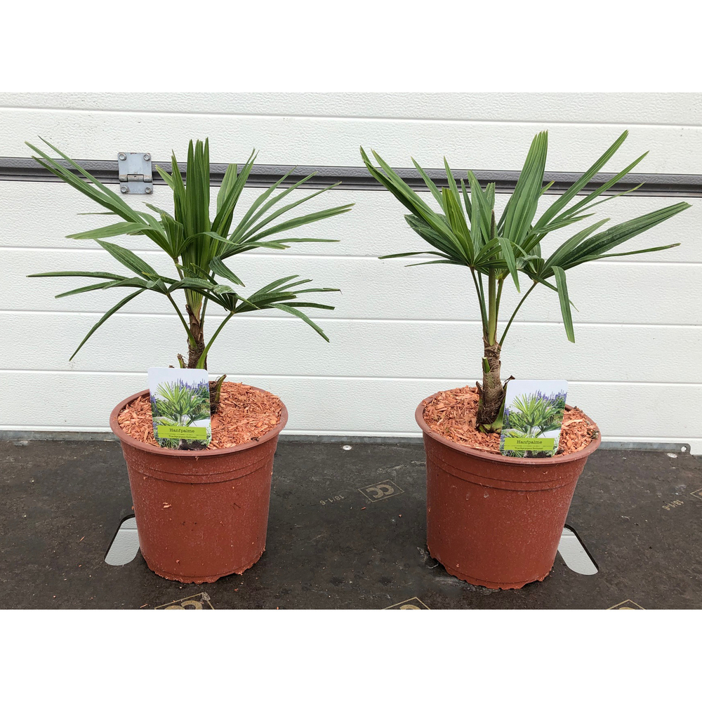 Trachycarpus fortunei