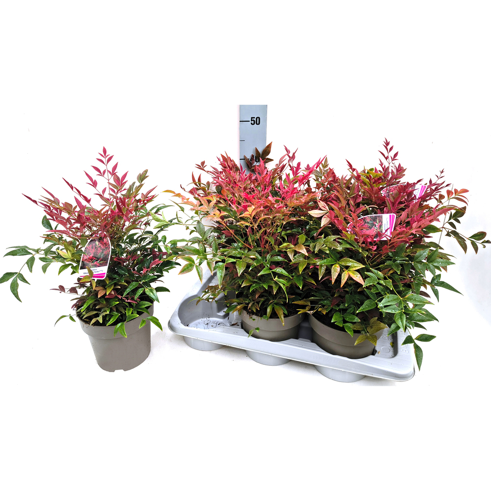 Nandina domestica obsessed seika