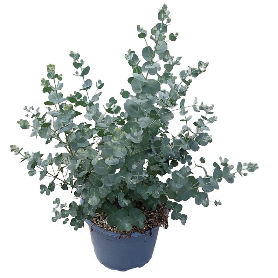 eucalyptus gunnii azura