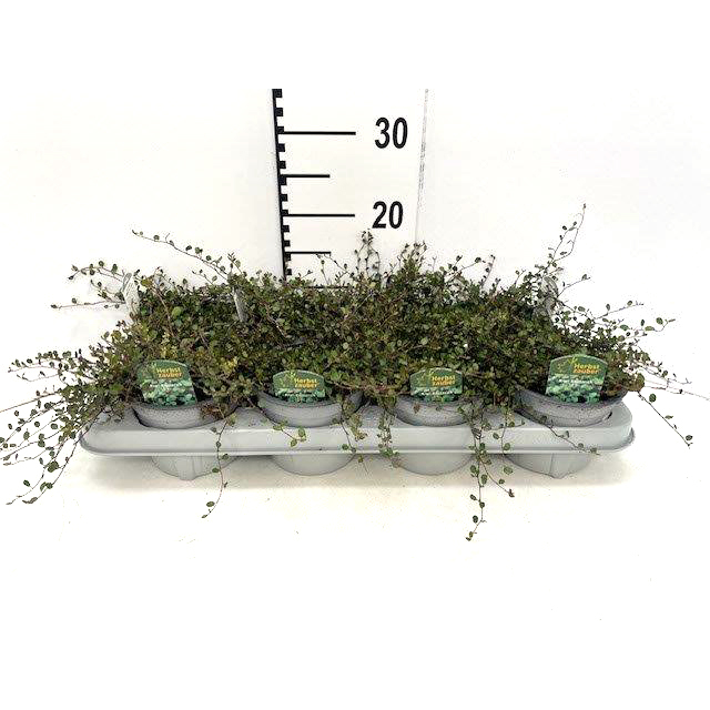 Muehlenbeckia
