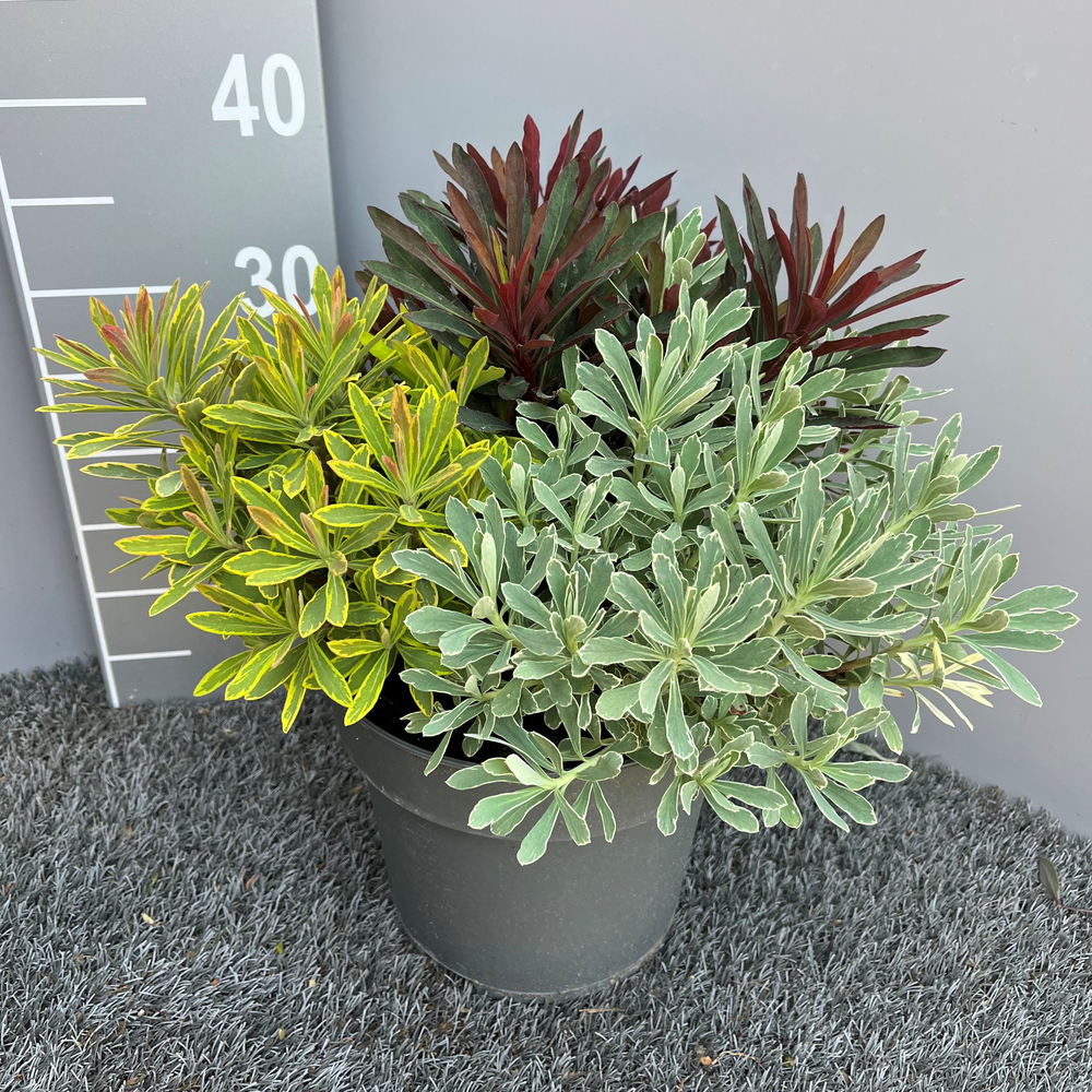 Euphorbia amygdaloides trio