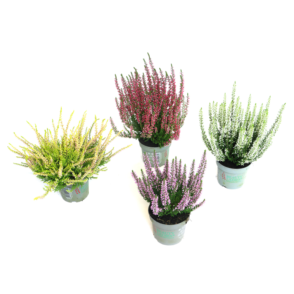 Calluna vulgaris beauty ladies