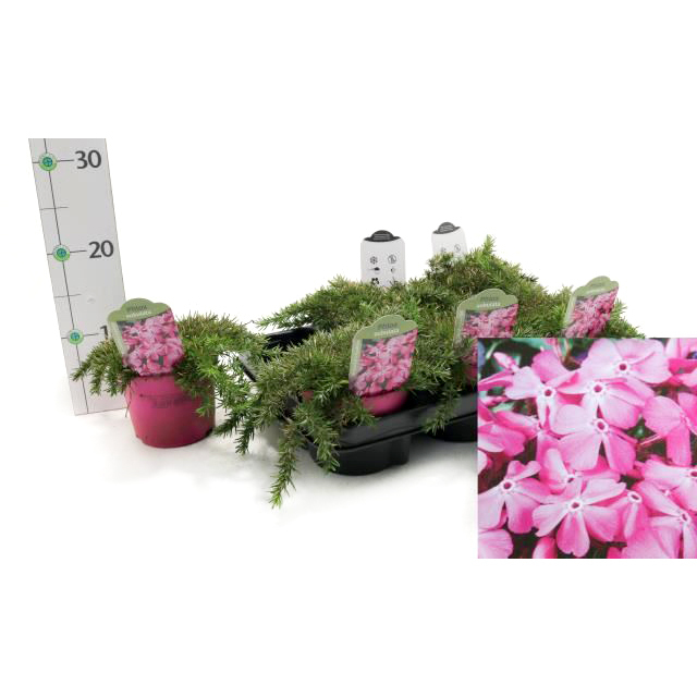 Phlox subulata mcdaniel's cushion