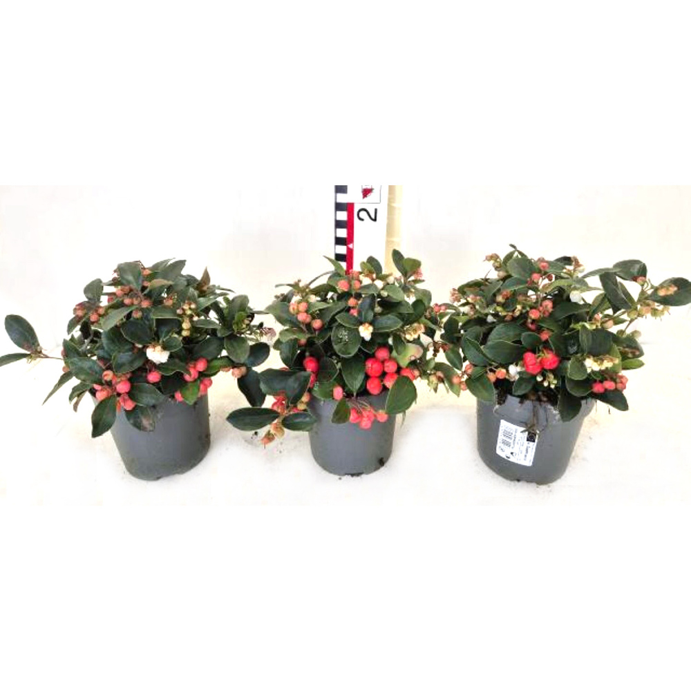 Gaultheria procumbens big berry