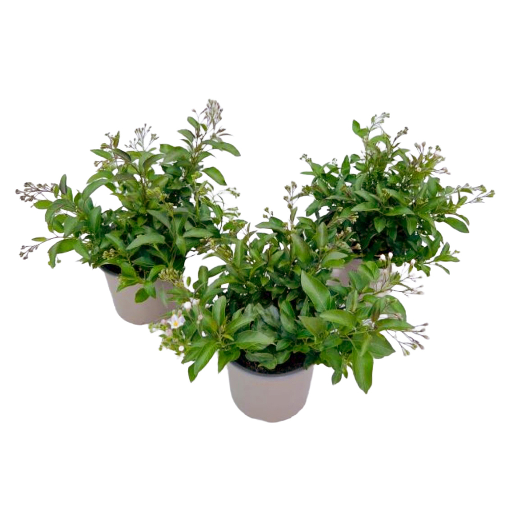 solanum jasminoides