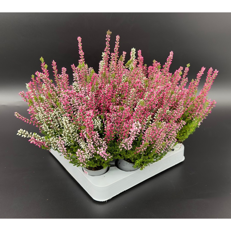 Calluna vulgaris garden girls lönneby trio