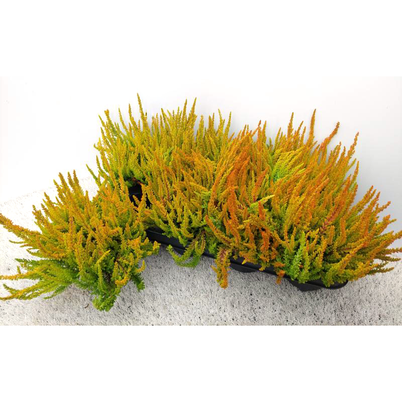 Calluna vulgaris garden girls sunset girls zoe