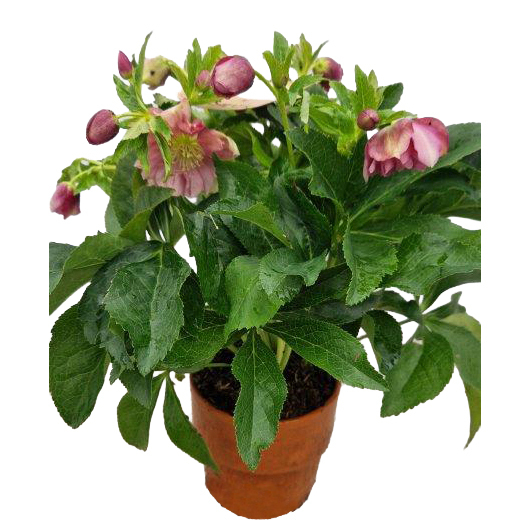 Helleborus orientalis viv catharina