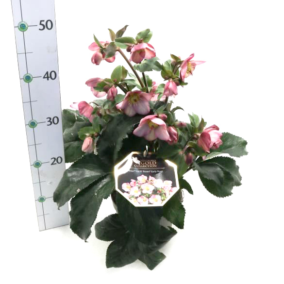 Helleborus glandorfensis inr