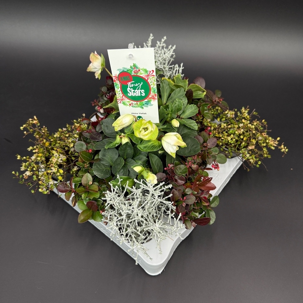 Herbst mix tiny stars