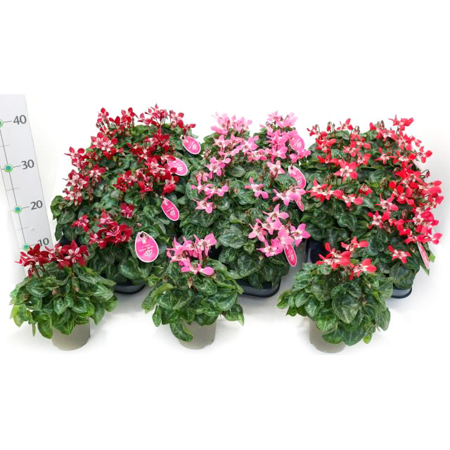 Cyclamen persicum dijx f1