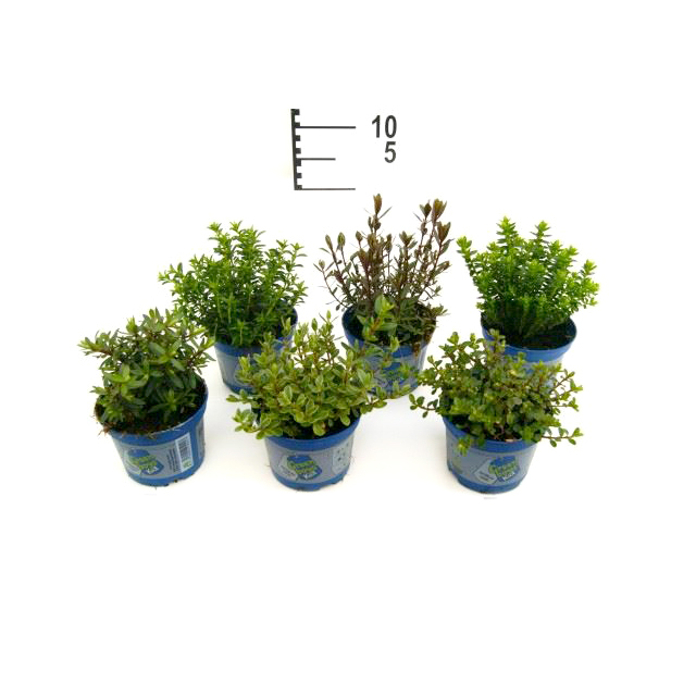 Hebe green boys kids