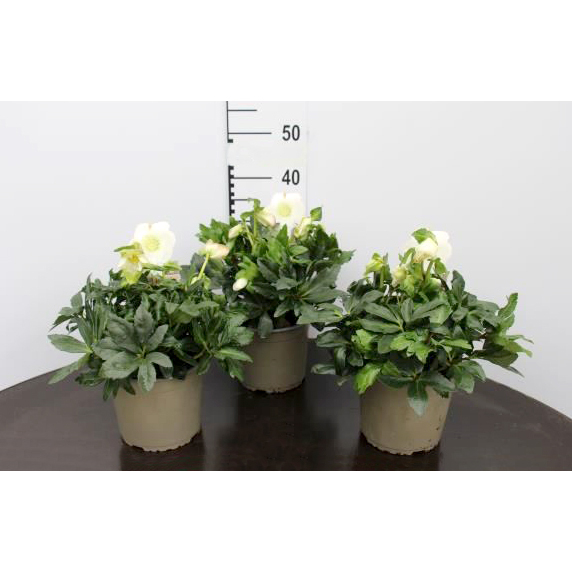 Helleborus niger premium